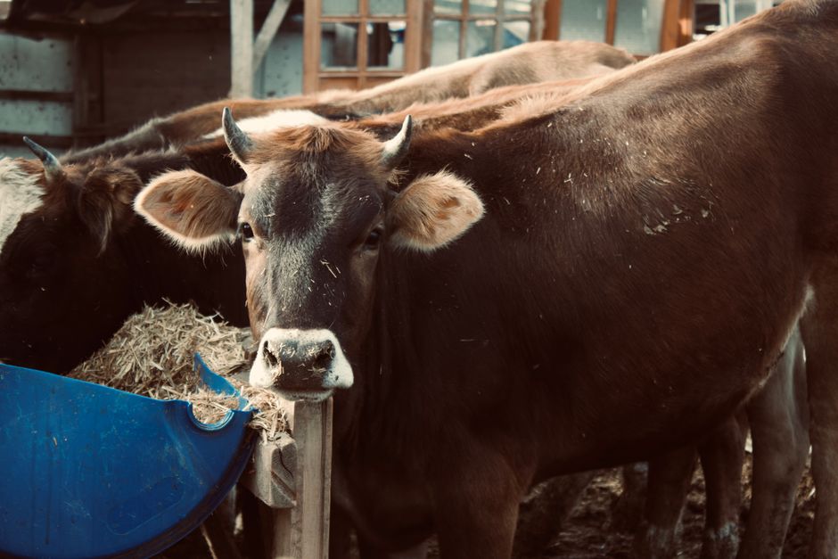 Tendințe actuale în creșterea animalelor și metodele de îmbunătățire a producției