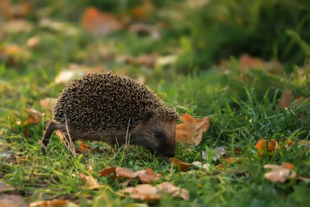 Gazon verde presărat cu frunze de toamnă și o greblă sprijinită de un gard